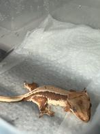 Lilly white phantom wimpergekko, Dieren en Toebehoren, Reptielen en Amfibieën