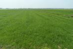 Weiland gezocht omgeving Puurs, Dieren en Toebehoren, Stalling en Weidegang