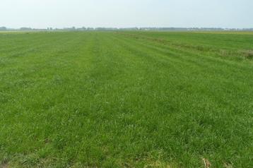 Weiland gezocht omgeving Puurs