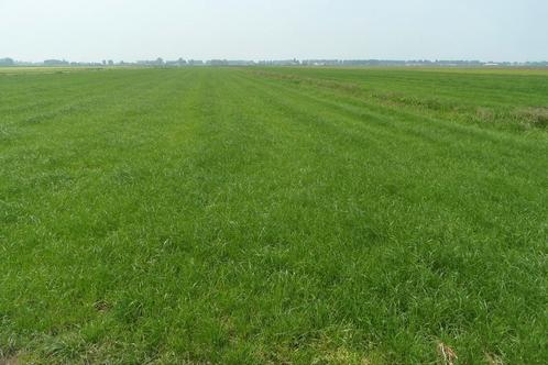 Weiland gezocht omgeving Puurs, Dieren en Toebehoren, Stalling en Weidegang