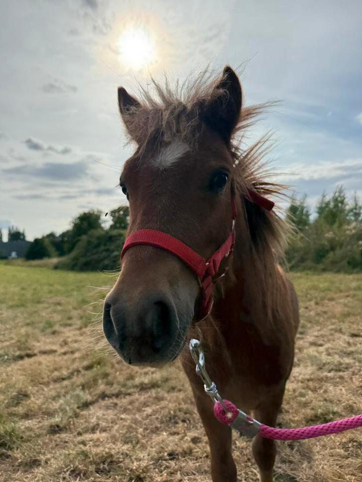 Shetlander ruin, Dieren en Toebehoren, Pony's, Ruin, Onbeleerd, Recreatiepony, 0 tot 2 jaar, Gechipt, Ontwormd