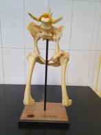Anatomisch model bekken en heupen hond, Ophalen, Zo goed als nieuw