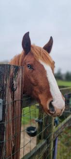 Western topper jaarling, Animaux & Accessoires, Chevaux, Cheval western, Vermifugé, 0 à 2 ans, Non dressé