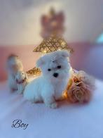 Prachtig Maltezer reutje, België, Maltezer, Reu, CDV (hondenziekte)