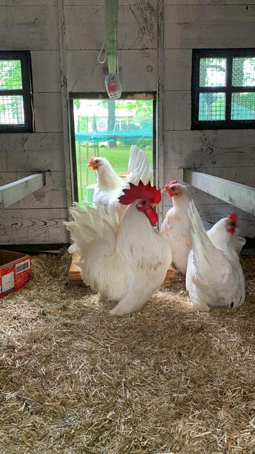 Toom raszuivere kortbenige Chabo  bijna 1 jaar oud, Dieren en Toebehoren, Pluimvee, Kip