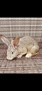 Duitse reuzen, Animaux & Accessoires, Lapins, Plusieurs animaux, Grand, 0 à 2 ans