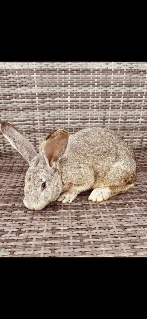 Duitse reuzen, Animaux & Accessoires, Lapins, Grand, Plusieurs animaux, 0 à 2 ans