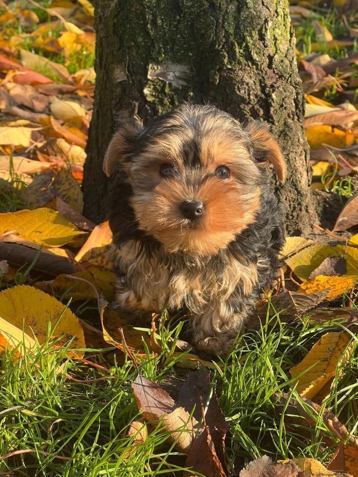 Uniek mooie Belgische✅ York-shire 🐶💖 pupjes te koop, Dieren en Toebehoren, Honden | Jack Russells en Terriërs, Reu, Yorkshire Terriër