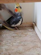 Handtamme valkparkiet