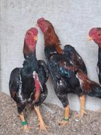 2 ko shamo haantjes, Dieren en Toebehoren, Pluimvee