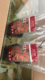 Japanese Acer Atropurpureum 30cm red Japanse esdoorn, Tuin en Terras, Ophalen