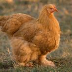 Cochin groothoender, Dieren en Toebehoren, Pluimvee, Meerdere dieren, Kip