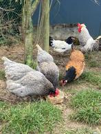 Legkippen, Dieren en Toebehoren, Pluimvee
