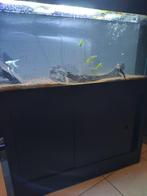 Aquarium et poissons, Gebruikt, Ophalen, Gevuld zoetwateraquarium