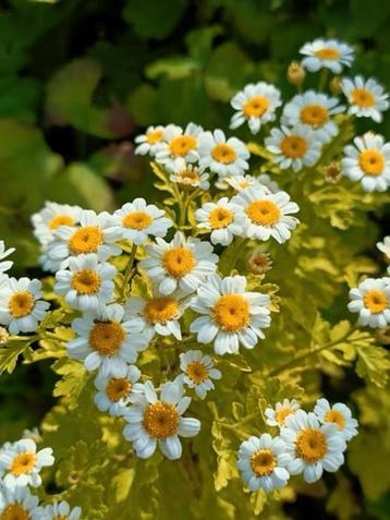 Moederkruid /Tanacetum parthenium 6 voor 5 euro 