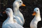 Eenden Hollandse kwakers, Dieren en Toebehoren, Mannelijk, Eend