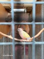 Te koop gevraagd Bourke man lutino eventueel split opaline, Dieren en Toebehoren, Vogels | Parkieten en Papegaaien, Mannelijk