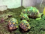 Tortue étoilée d’Inde ( elegans) 2024, Dieren en Toebehoren, Reptielen en Amfibieën, Schildpad