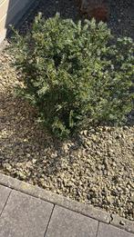 Taxus, Tuin en Terras, Planten | Struiken en Hagen, Ophalen, Taxus
