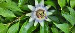 Passiflore, Tuin en Terras, Planten | Tuinplanten, Ophalen