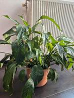 Lepelplant, Huis en Inrichting, Kamerplanten, Ophalen