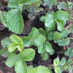 Aardbei planten daselect, Tuin en Terras, Ophalen, Lente, Vaste plant