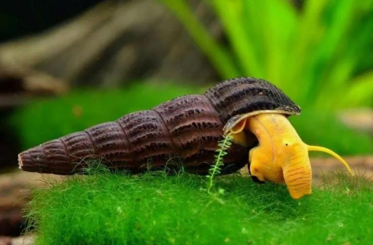 Orange Tylomelania (Poso Slak, Rotslak), Dieren en Toebehoren, Vissen | Aquariumvissen, Zoetwatervis, Slak of Weekdier