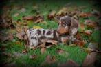 Teckel pups langhaar, Dieren en Toebehoren, Honden | Teckels en Dashonden, Kaninchen, België, Reu, CDV (hondenziekte)