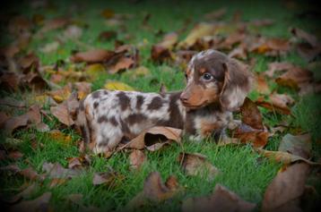 Teckel pups langhaar beschikbaar voor biedingen