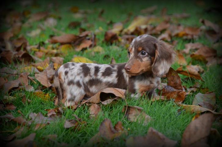 Teckel pups langhaar, Dieren en Toebehoren, Honden | Teckels en Dashonden, Reu, Langhaar, Kaninchen, Fokker | Professioneel, Meerdere