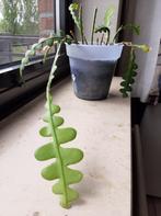 Epiphyllum Fishbone / Visgraat, Ophalen, Vetplant, Halfschaduw, In pot