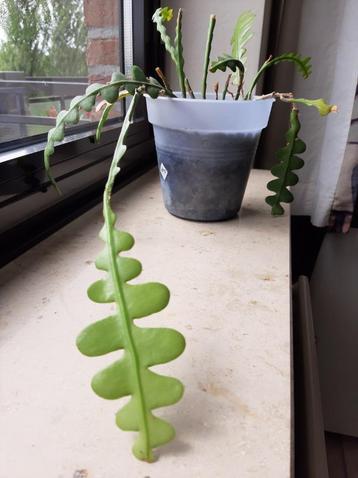 Epiphyllum Fishbone / Visgraat beschikbaar voor biedingen