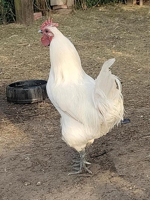 Haantje, Dieren en Toebehoren, Pluimvee, Kip, Mannelijk