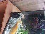 Aquarium, Dieren en Toebehoren, Ophalen, Zo goed als nieuw, Overige typen