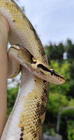 1.0 pastel pied python regius, Dieren en Toebehoren, Slang, Tam, 3 tot 6 jaar