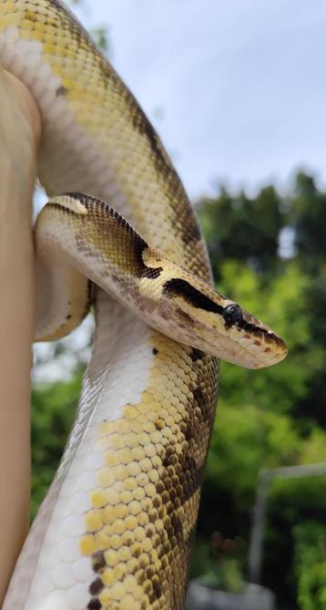 1.0 pastel pied python regius  beschikbaar voor biedingen