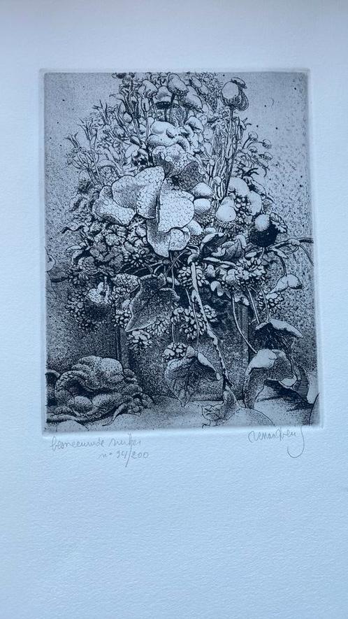 Houtsnede museale ets Renaat Veris, Antiek en Kunst, Kunst | Etsen en Gravures, Ophalen