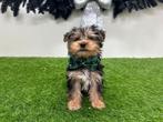 Yorkshire Terrier pups