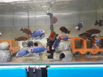 Pseudotropheus sunset nestje beschikbaar voor biedingen