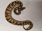 Python regius chocolate mojave het clown, Dieren en Toebehoren, Reptielen en Amfibieën