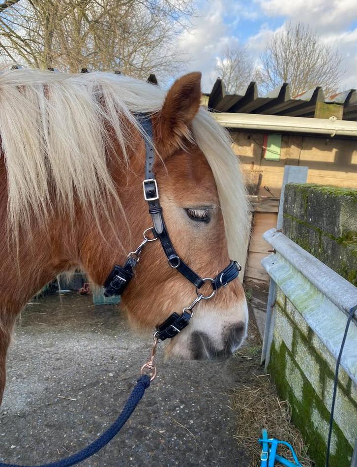 Veelzijdig hoofdstel bit- en bitloos, Dieren en Toebehoren, Paarden en Pony's | Hoofdstellen en Tuigage, Zo goed als nieuw, Dressuur