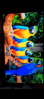 LG 27GS95QE-B OLED 2K/240Hz 0.03Ms, Gaming, Autres types, Moins de 1 ms, Quad HD (2K)