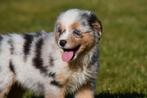 Australische Herder pups te koop (blue merle), Dieren en Toebehoren, België, CDV (hondenziekte), 8 tot 15 weken, Meerdere