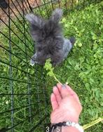 Couple lapin angora  anglais, Animaux & Accessoires