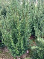Taxus baccata fastigiata, Tuin en Terras, Ophalen, Taxus, Struik, 100 tot 250 cm