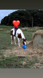 Super brave merrie, Dieren en Toebehoren, Paarden, Zadelmak, 160 tot 165 cm, 11 jaar of ouder, Recreatiepaard