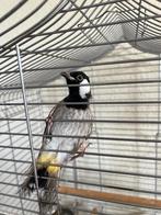 Bulbul, Ophalen