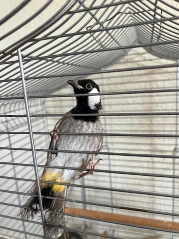 Bulbul beschikbaar voor biedingen