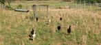 Hennen vechters x shamo, Dieren en Toebehoren, April, Vrouwelijk