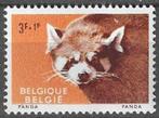 Belgique 1961 - Yvert/OBP 1186 - Zoo d'Anvers - Panda (PF), Timbres & Monnaies, Envoi, Non oblitéré, Neuf
